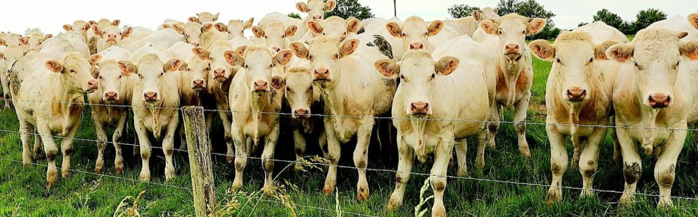 La Vache Tennis Prive Crux-la-Ville Exteriér fotografie